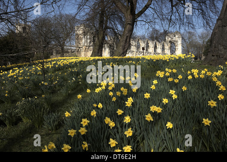 Narzissen und die Ruinen von Str. Marys Abbey Museum Gärten, York, North Yorkshire, UK Stockfoto