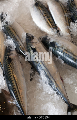 Frischen Fisch, den Fang des Tages, auf einem Bett aus Eis gelegt. Park City Markt. Utah. Stockfoto