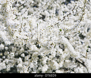 Dekorative Kirschbäume blühen. Weißen schaumigen Blüte. Frühling in Seattle. Stockfoto