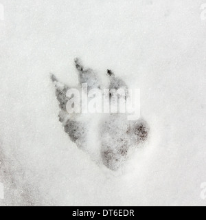 Dog Track, Fußabdruck auf dem Schnee Stockfoto