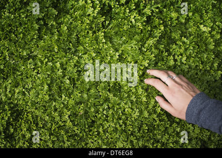 Eine Frauenhand streicheln die üppigen grüne Laub eine wachsende Pflanze. Kleine zarte altertümlichste umrandete Blätter. Stockfoto