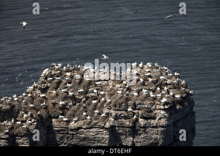 Nisten Basstölpel Morus Bassanus Bempton Klippen RSPB Naturschutzgebiet, North Yorkshire, UK Stockfoto