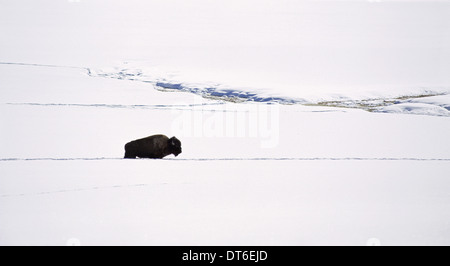 Ein Bison im Schnee. Der amerikanischen Bison, der American Buffalo. Ein einziges Tier in eine Tiefe Schneeverwehungen. Eine offene Schneelandschaft. Stockfoto