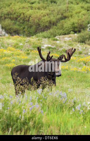 Ein Erwachsener Elch. ALCES Alces. Weiden in der langen Rasen in der Albion-Becken, die Wasatch Berge in Utah. Stockfoto