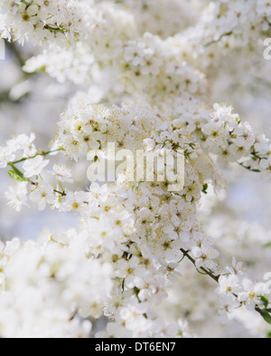 Dekorative Kirschbäume blühen. Weißen schaumigen Blüte. Frühling in Seattle. Stockfoto
