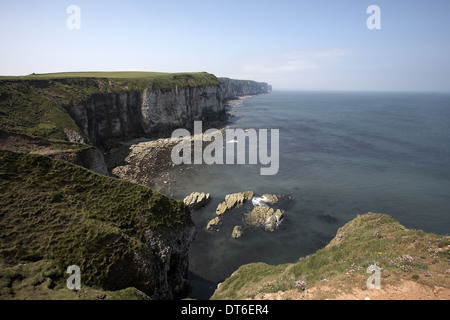 Bempton Klippen RSPB Naturschutzgebiet, North Yorkshire, UK Stockfoto