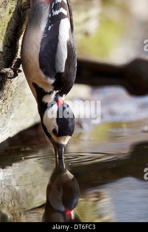 Männliche große Specht, Dendrocopos major beschmutzt, trinken aus einem Teich, East Yorkshire UK Stockfoto