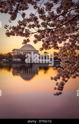 Morgendämmerung am Tidal Basin mit blühenden Kirsche Bäume und dem Jefferson Memorial, Washington DC USA Stockfoto