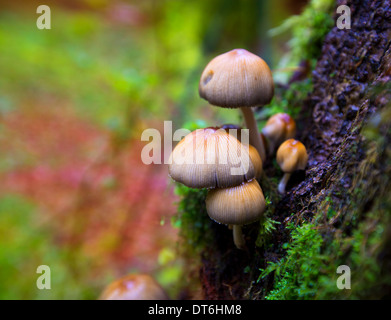 Psilocybe Pilze in einem Baumstamm Buche am Irati Navarra Pyrenäen von Spanien Stockfoto