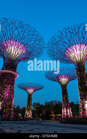 SuperTree Groove in Gardens by the Bay, Singapur Stockfoto