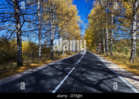 Herbst-Birke-Waldweg. Eine Straße durch den Wald im Herbst Stockfoto