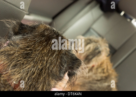 zwei Border Terrier Hunde Hund Rücksitz des Autos Stockfoto