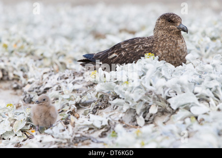 Ein Erwachsener Skua und Küken unter dem Meer Kohl auf Bleaker Island in den Falkland-Inseln Stockfoto