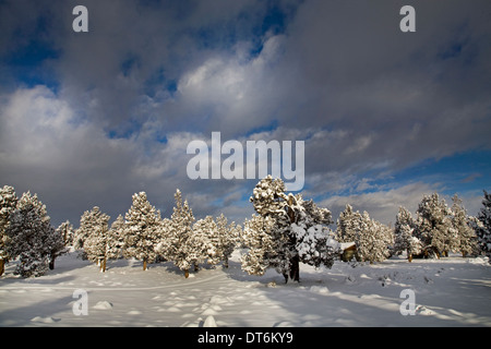 Eine Schneelandschaft in Zentral-Oregon nach einem heftigen Sturm. Stockfoto