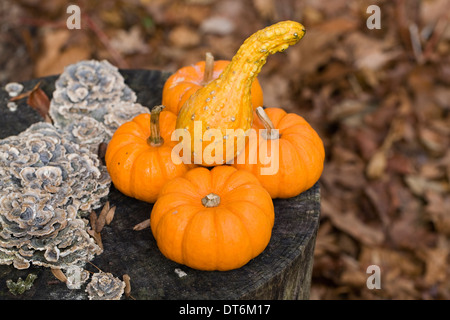 Mini-Kürbisse und Kalebassen auf einem alten Baumstumpf. Stockfoto