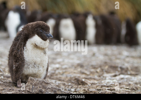 Ein Rockhopper Küken im Regen. Stockfoto