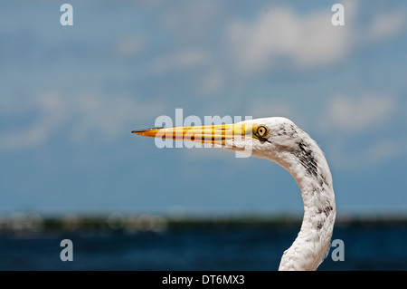 Leiter der Silberreiher Stockfoto