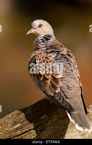 Turteltaube, Streptopelia Turtur sitzt auf einem Zaun Stockfoto