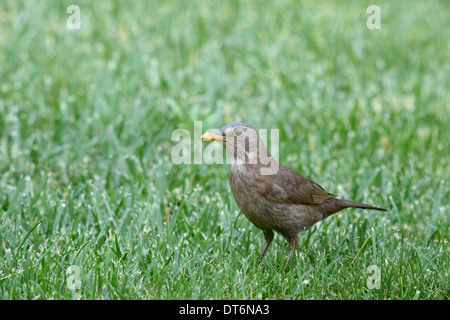 Black Bird (Turdus Merula) Frau in einem grünen Rasen Stockfoto