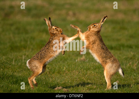 Brauner Hase, Lepus Capensis Boxen in einem Feld Stockfoto