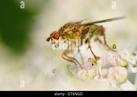 Gelber Kot Fliege in Ruhe an einer weißen Blume UK Stockfoto