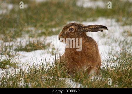 Brauner Hase, Lepus Capensis sitzen im Schnee Stockfoto