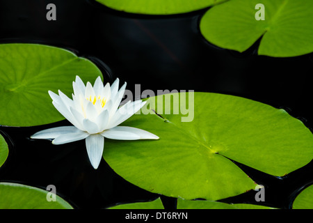 Eine wohlriechende Seerose (Nymphaea Odorata) mit Seerosen. Stockfoto