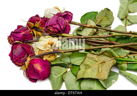 Haufen von verwelkten Rosen, fünf rot, zwei weiße isoliert auf weißem Hintergrund. Stockfoto