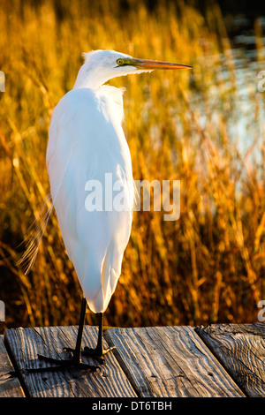 Ein Silberreiher (Ardea Alba) fangen die letzten Strahlen der Sonne. Stockfoto