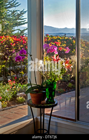 Blumen im morgendlichen Sonnenlicht gehören Orchideen (Orchidaceae); Chrysanthemen (Gattung Chrysanthemen, Familie Asteraceae) und lily Stockfoto