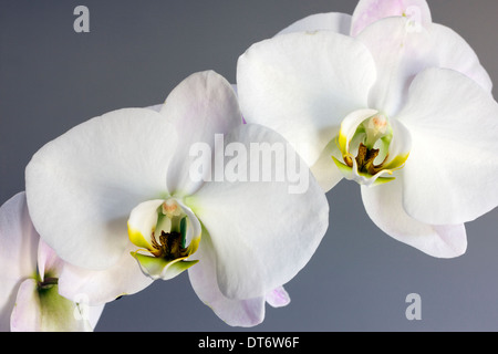 Nahaufnahme Foto von Orchideen blühen. Stockfoto