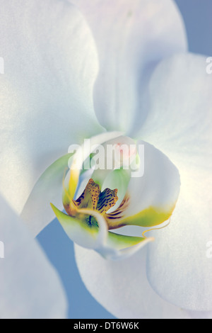 Nahaufnahme Foto von Orchideen blühen. Stockfoto