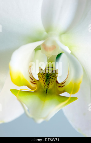 Nahaufnahme Foto von Orchideen blühen. Stockfoto