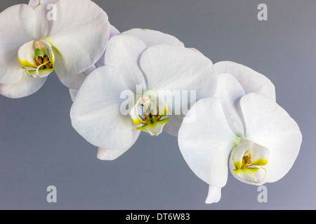 Nahaufnahme Foto von Orchideen blühen. Stockfoto