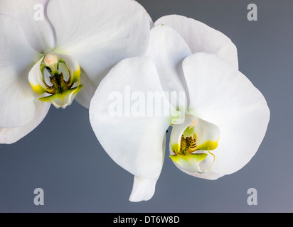 Nahaufnahme Foto von Orchideen blühen. Stockfoto