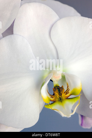 Nahaufnahme Foto von Orchideen blühen. Stockfoto