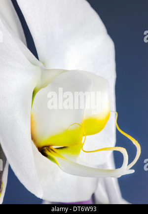 Nahaufnahme Foto von Orchideen blühen. Stockfoto