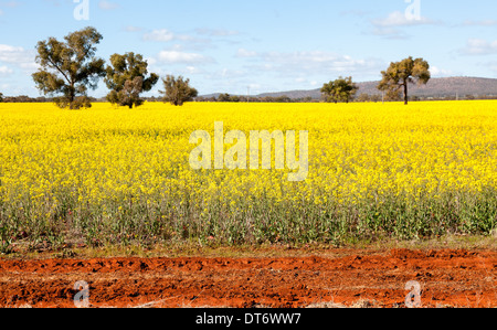 NSW outback in der Nähe von Cowra Stockfoto