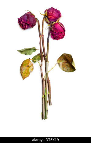 Drei getrocknete rote Rosen isoliert auf weißem Hintergrund Stockfoto