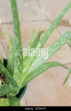 Blätter der asiatischen Aloe Vera Stockfoto