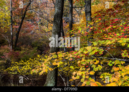 Herbst in Harriman State Park, New York State See Stockfoto