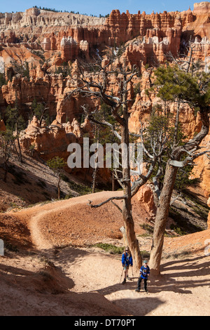 Wanderer genießen die Hoodoos entlang der Queens Garden Trail in Bryce Canyon National Park in Utah. Stockfoto