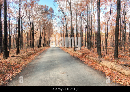 Bild kurz nach Buschfeuern Nov 2013 Springwood Australien Stockfoto