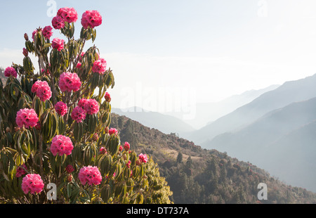 Morgen Bergtal mit blühenden Rhododendren im Vordergrund. Luftperspektive. Canon 5D Mk II. Stockfoto