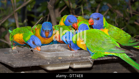 Gemeinsame native Papagei der Lorikeet, oft als Haustiere, laut und frech gehalten Stockfoto