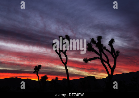 Joshua Bäume Silhouette gegen ein buntes Sonnenuntergang am Joshua Tree National Park in Kalifornien Stockfoto