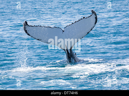 Wale bleiben für eine Weile in Hervey Bay Stockfoto