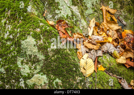 Die Blätter des gefallenen Herbstes liegen eingebettet in die Schlupfwinkel eines moosbedeckten Felsens in den Blue Ridge Mountains bei Asheville, North Carolina. (USA) Stockfoto