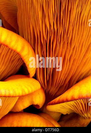 Makro Nahaufnahme von orange Pilze im Nordosten Floridas gefunden. Stockfoto