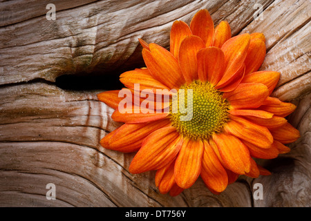 Makro Nahaufnahme von orange Daisy gesetzt vor dem Hintergrund von Treibholz. Stockfoto